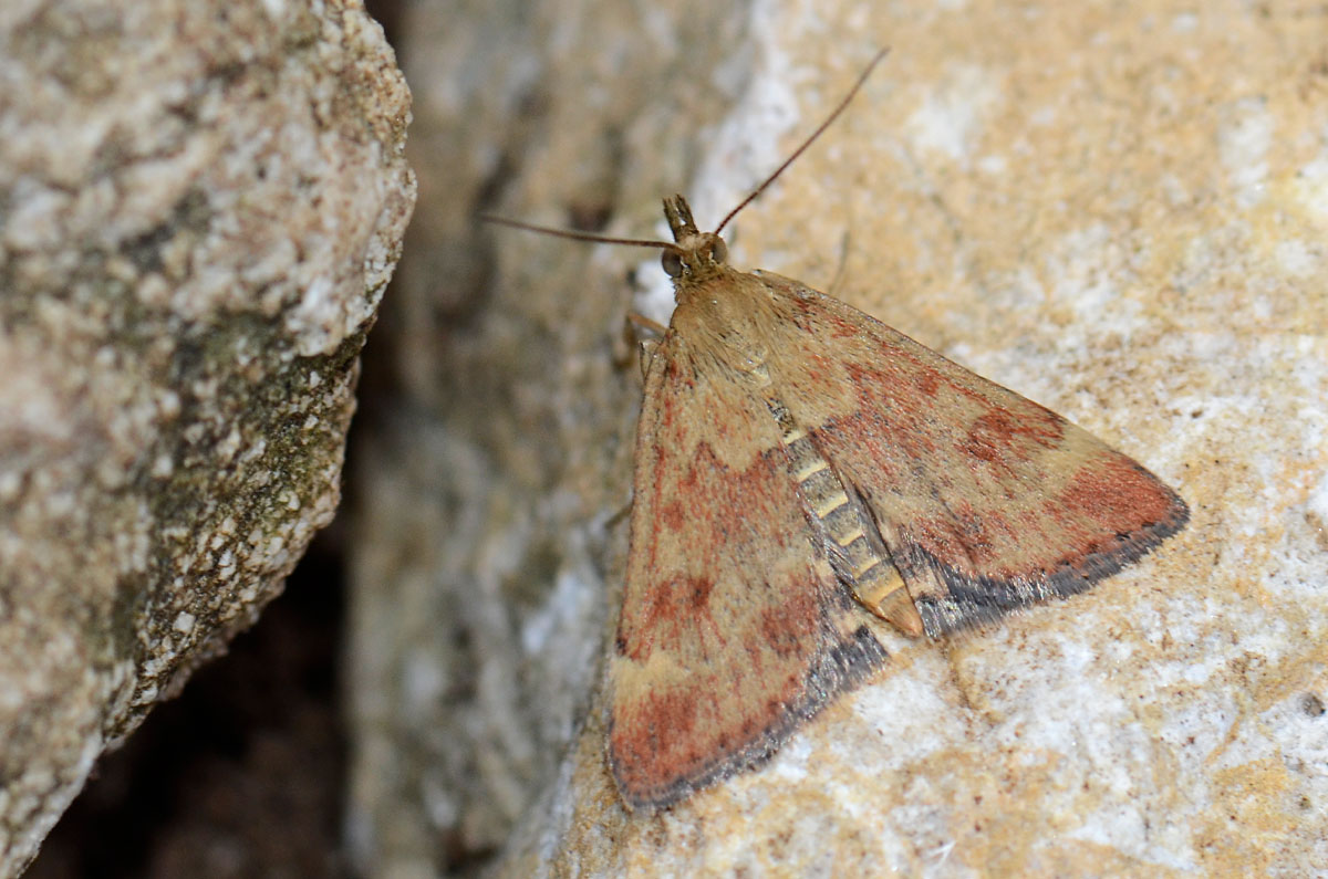Pyrausta despicata ?